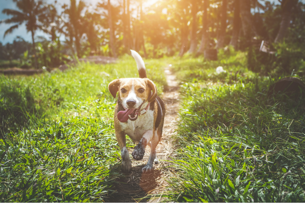 Dog runs outside down dirt path in sunlight.